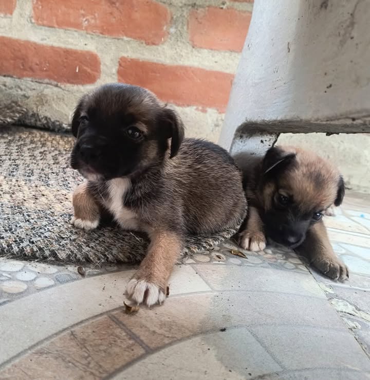 Cachorras en Adopción Responsable en Pereira 