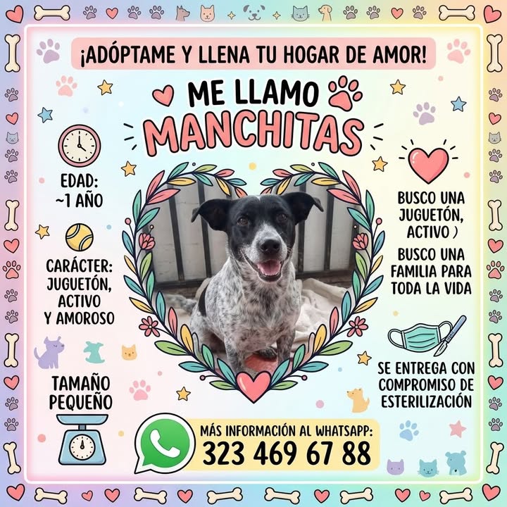 Manchitas, perro en adopción en Manizales 