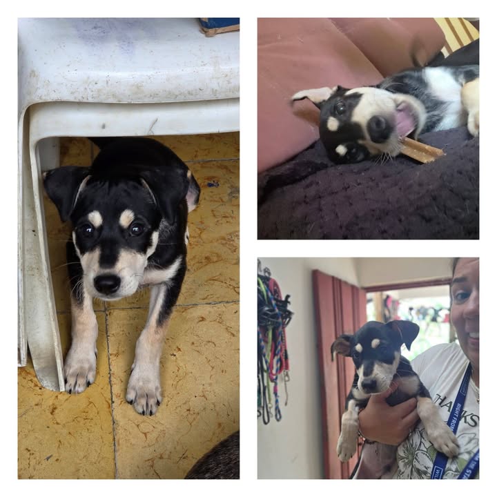 Gatitos en adopción en Armenia, Quindío 