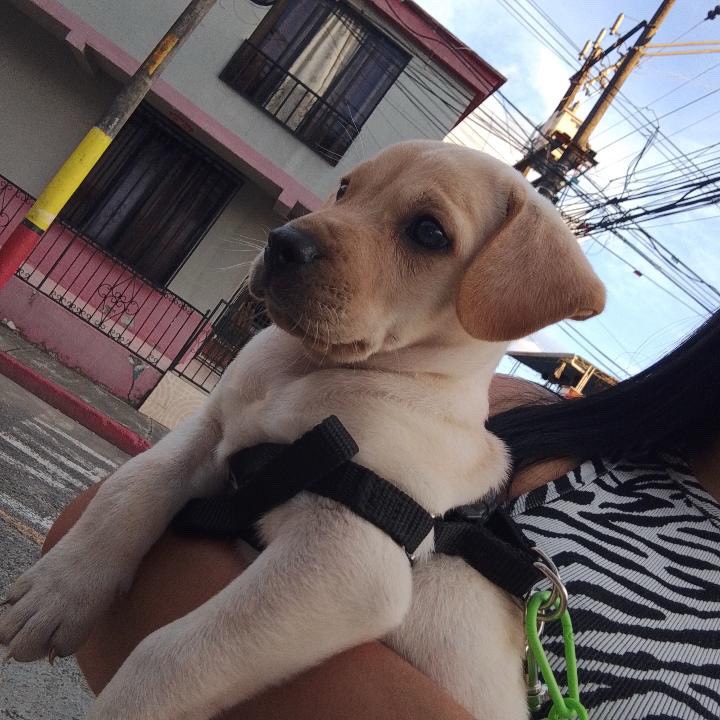 Cachorro de perro busca hogar en Pereira, Risaralda 