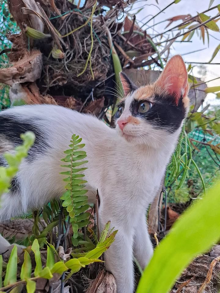 Gatitas en adopción responsable en Pereira 