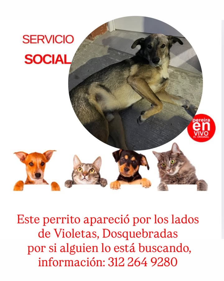 Perro perdido en Dosquebradas 