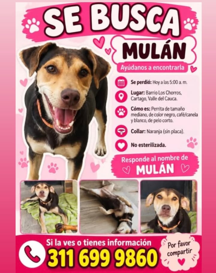 Perro Mulan perdido en Pereira 