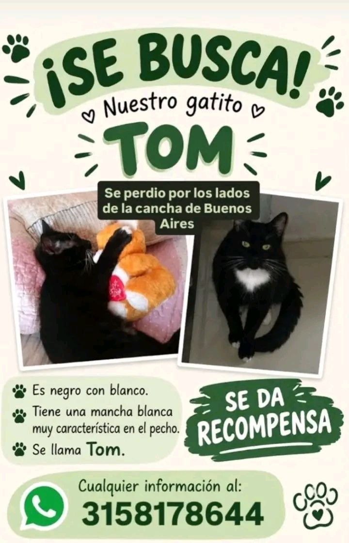 Gatito Tom perdido en Tuluá - Valle 