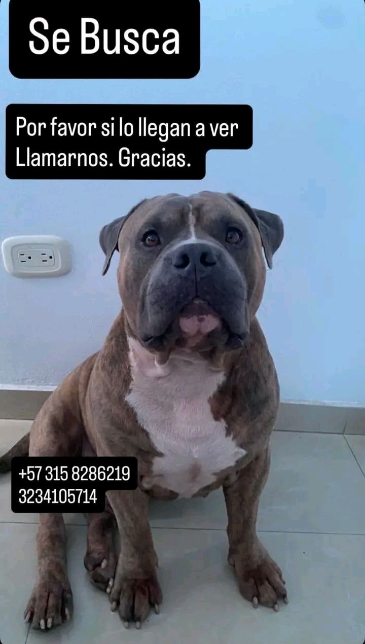 Perro perdido en Tuluá, Valle 