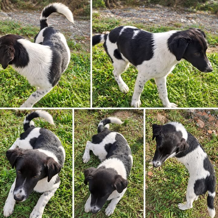 Cachorro en Amagá, Antioquia busca hogar responsable 