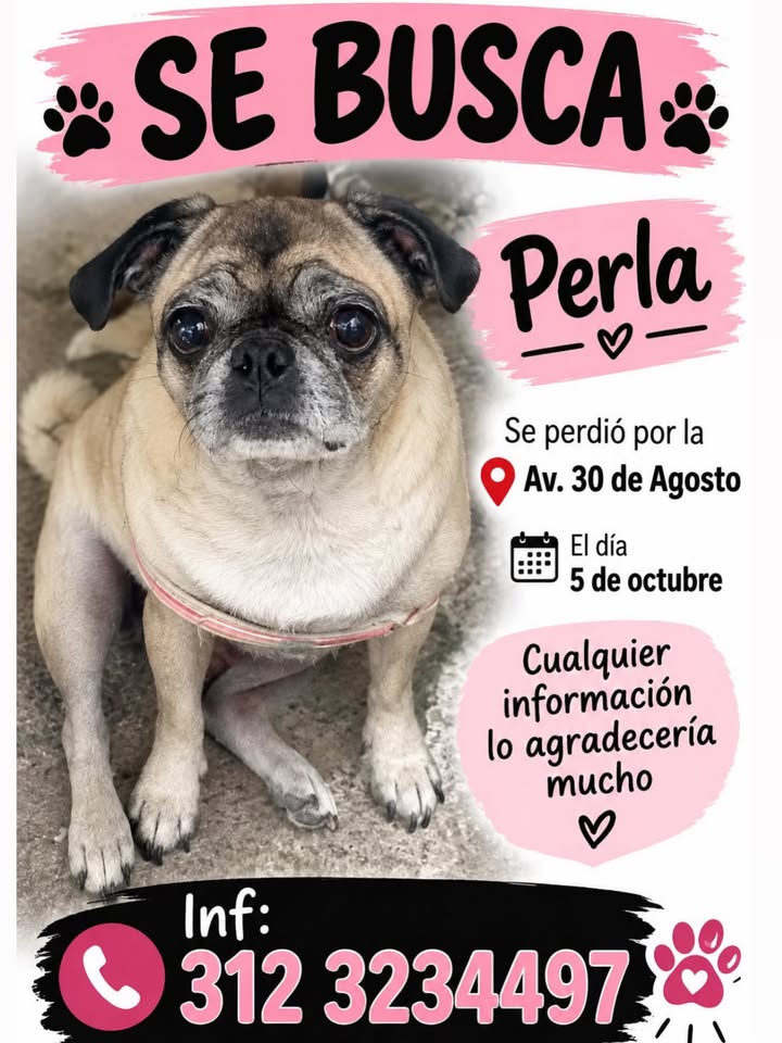 Perro Pug perdido en Pereira 