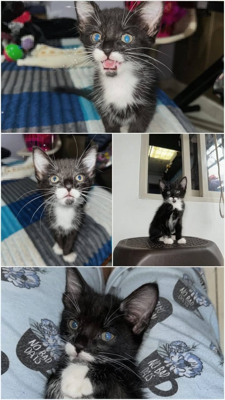 Gatitos en adopción en Armenia, Quindío 