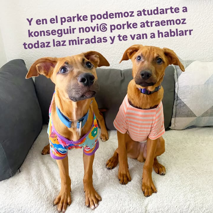 Busqueda de Hogar de Paso para Perritos en Bogota 