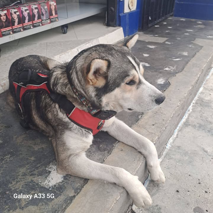 Perro en adopción responsable en Amagá, Antioquia 