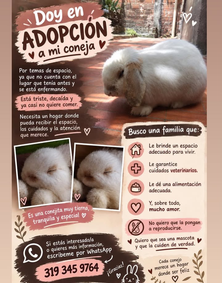 Doy en adopción a mi coneja en Pereira 