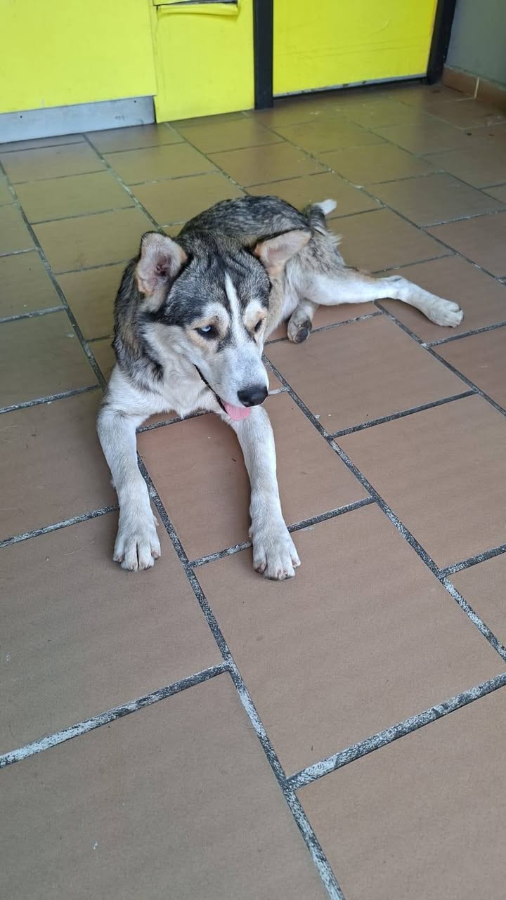 Perro en adopción responsable en Amagá, Antioquia 