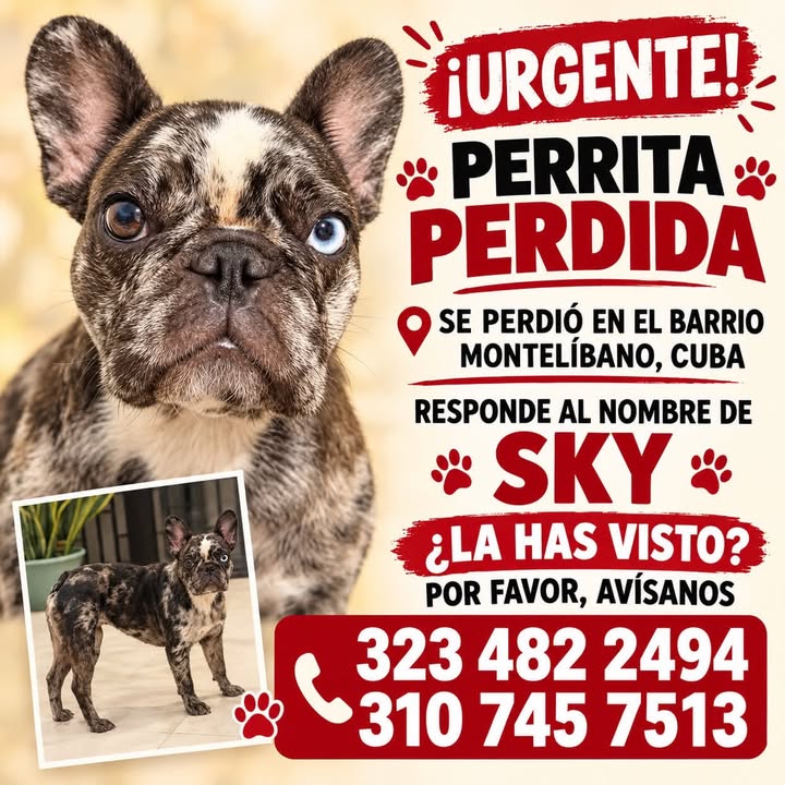 Perrita perdida en Cuba, Montelibano 