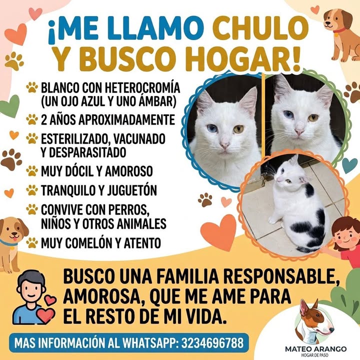 Manchitas, perro en adopción en Manizales 
