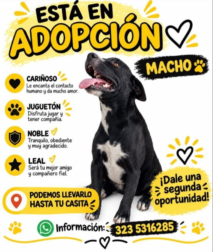 Perro en adopción en Tuluá 