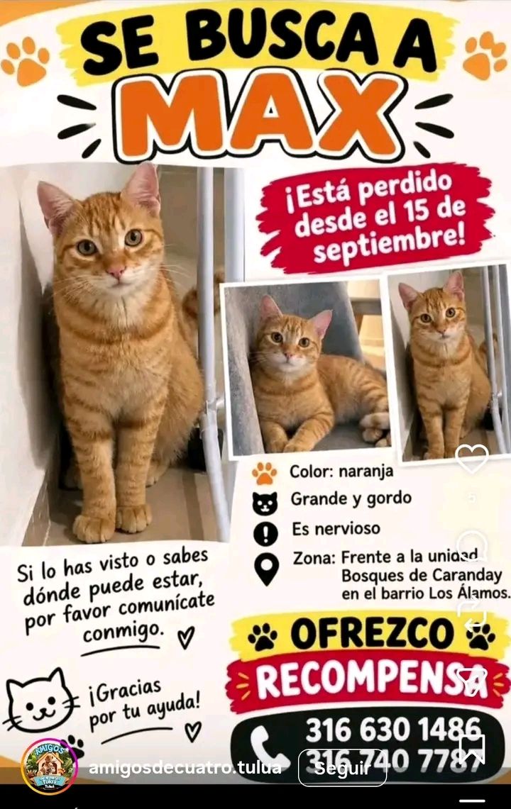 Se busca Max, gato perdido en Tuluá 