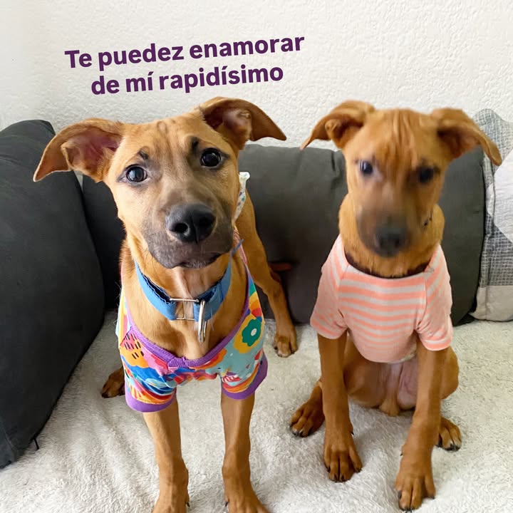 Busqueda de Hogar de Paso para Perritos en Bogota 