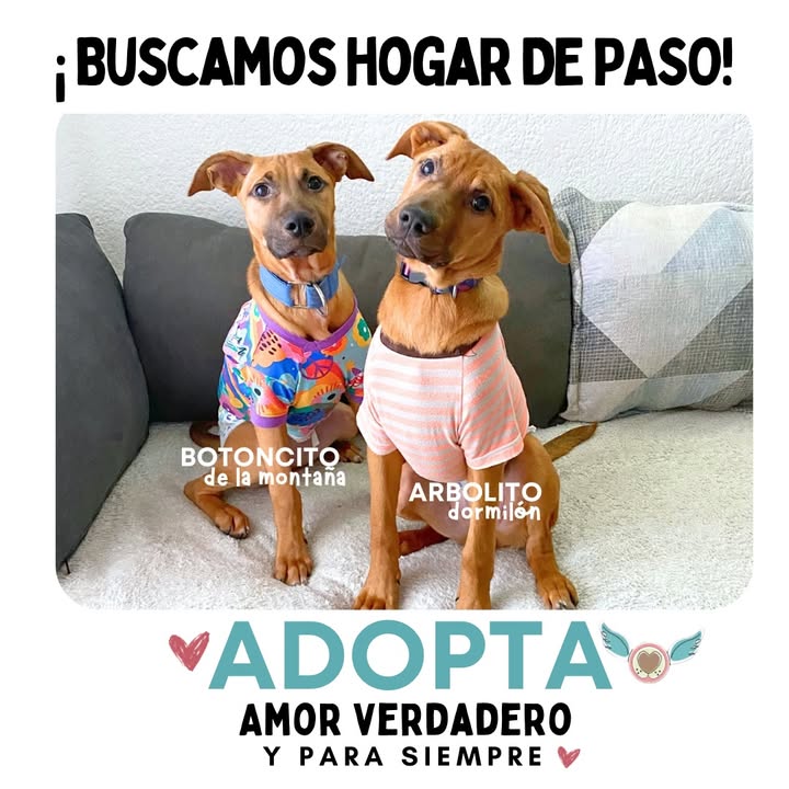Busqueda de Hogar de Paso para Perritos en Bogota 