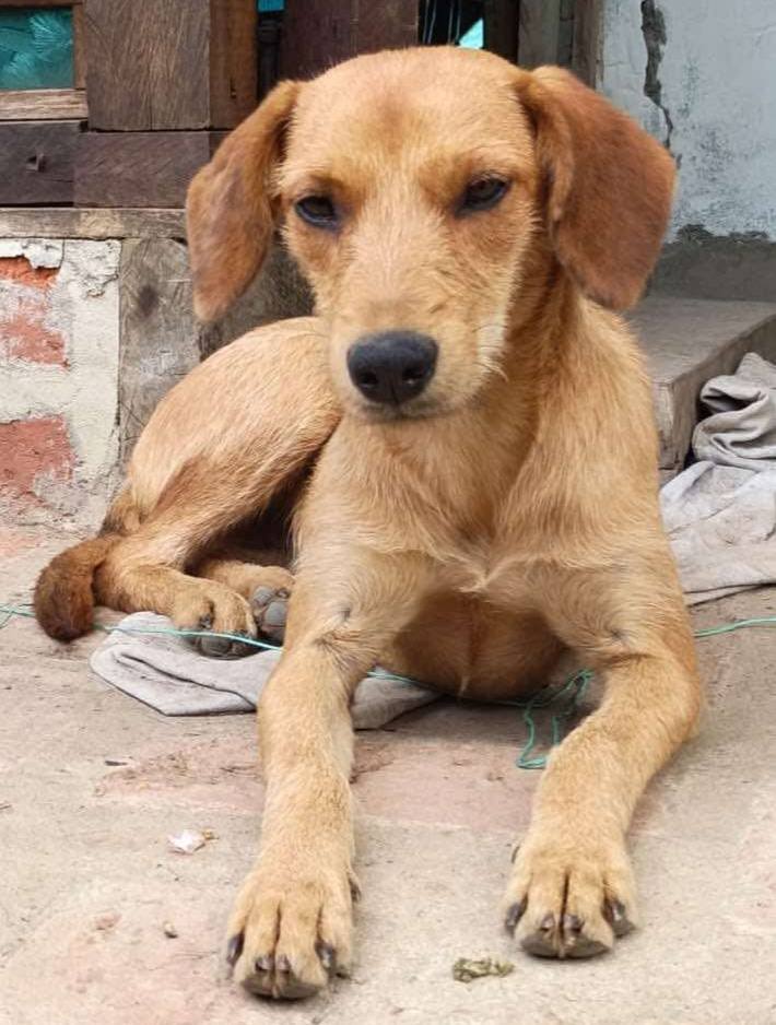 Buscan Hogar para Perritos en Adopción 