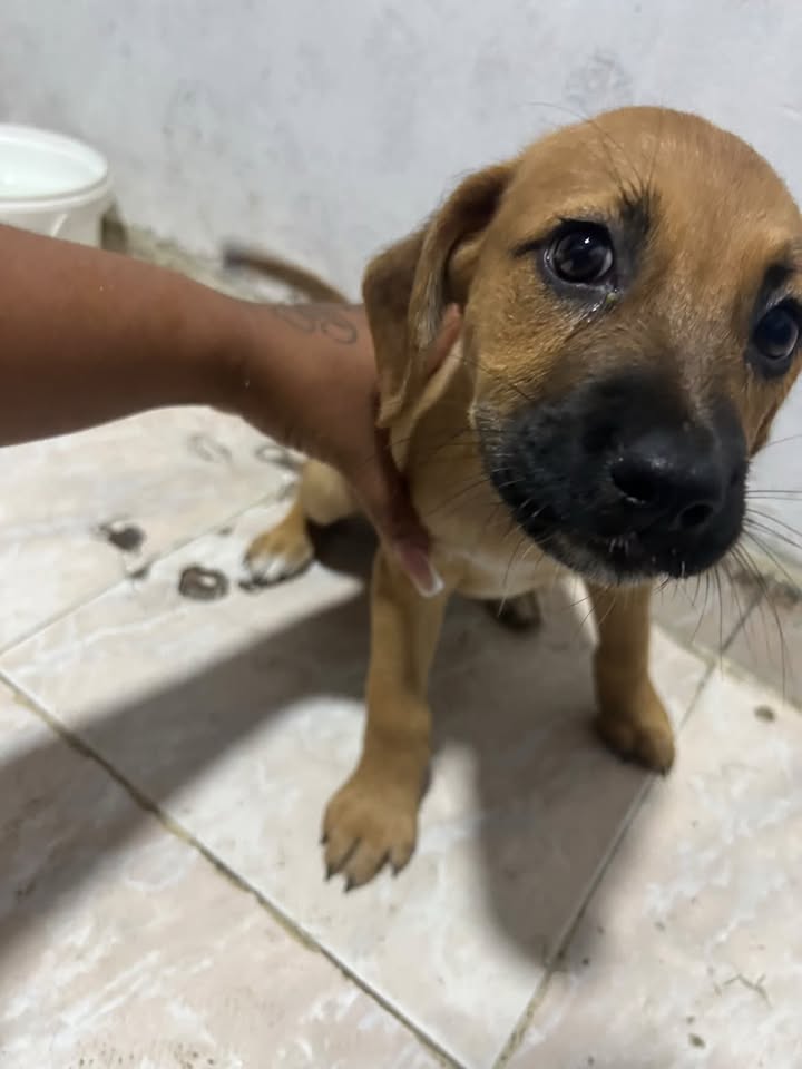 Perra en adopción en Pereira, Risaralda 