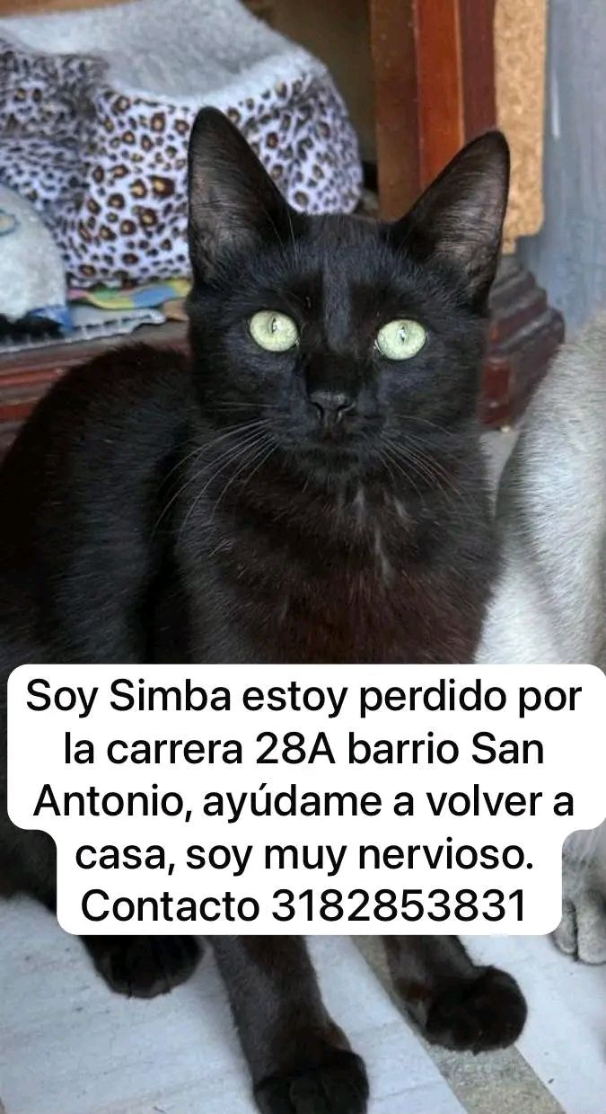Gato Negro Perdido en Tuluá 