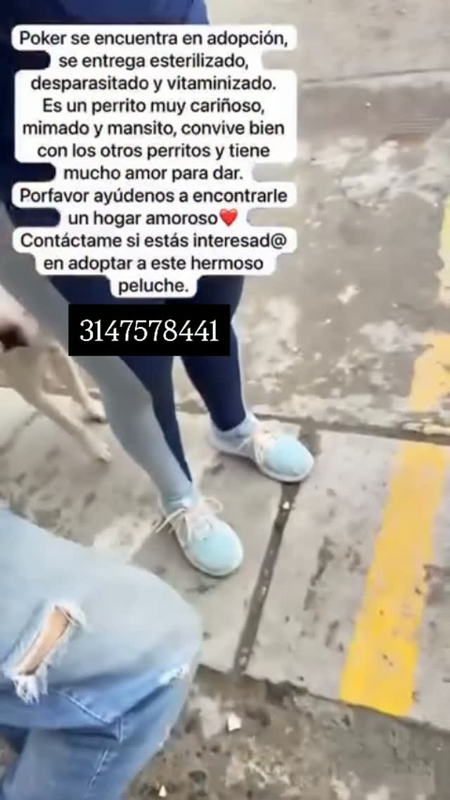Perro en adopción en Pereira, Risaralda 