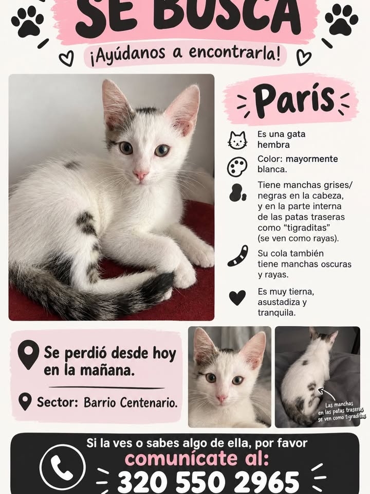 Gata perdida en Pereira, Risaralda 