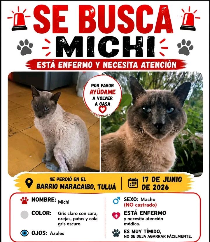 Se busca Michi gato perdido en Tuluá 