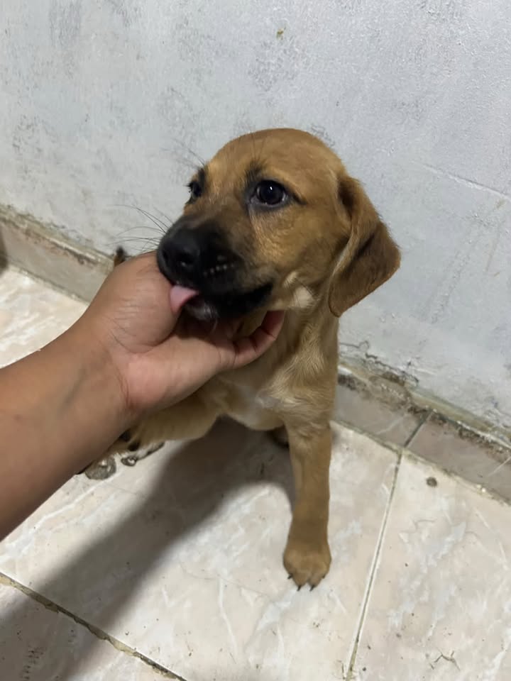 Perra en adopción en Pereira, Risaralda 
