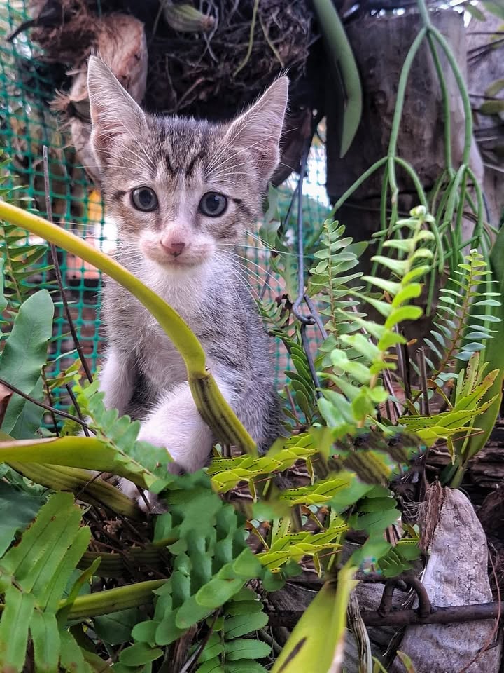 Gatitas en adopción responsable en Pereira 
