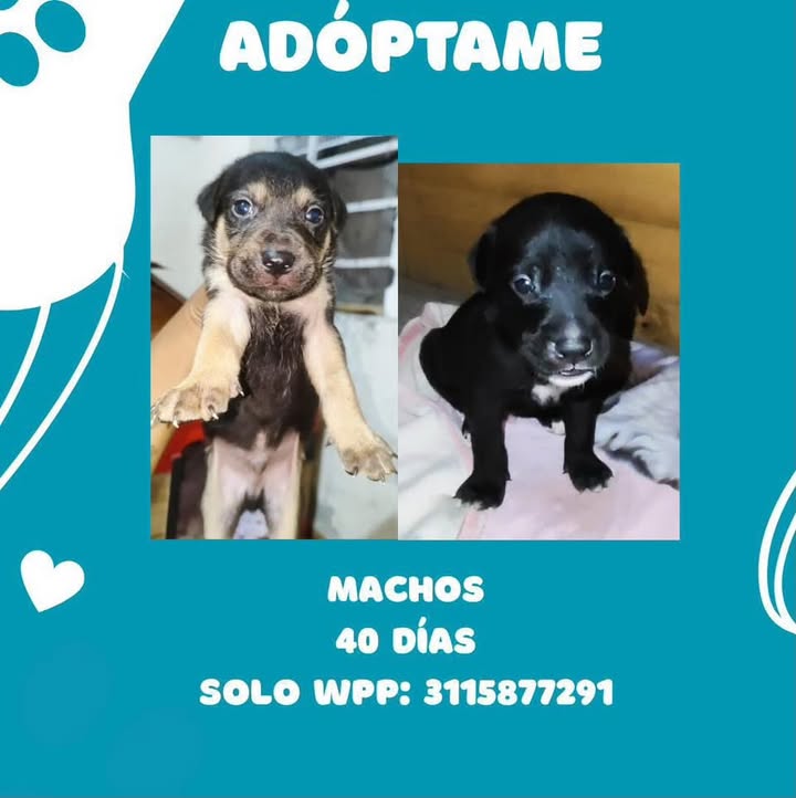 Perros machos de 40 días en adopción en Pereira 