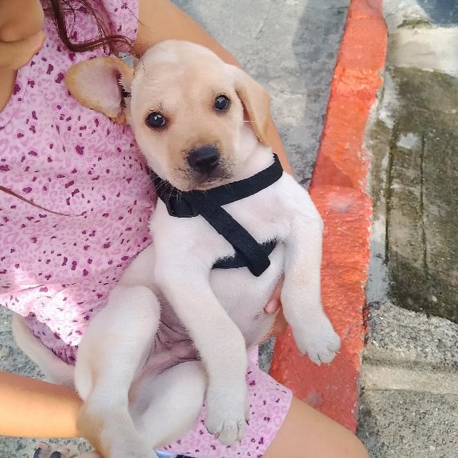 Cachorro de perro busca hogar en Pereira, Risaralda 