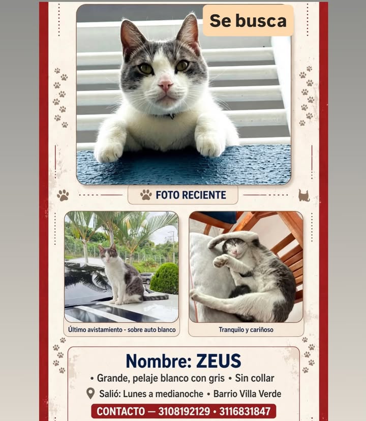 Gato perdido en Pereira, Risaralda 