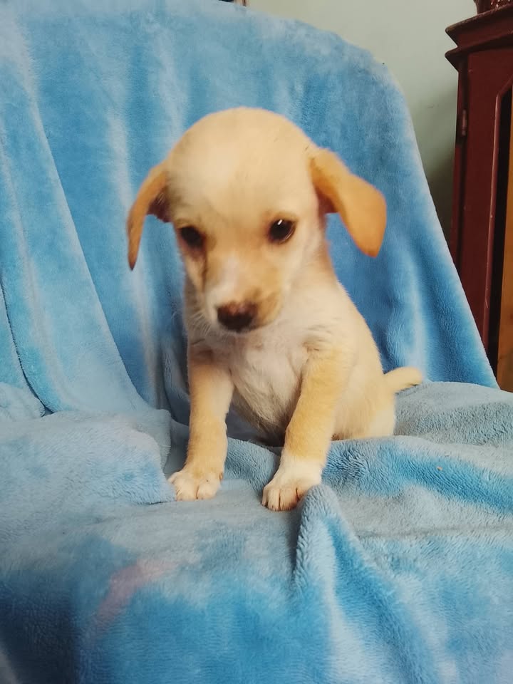Perro juguetón busca hogar 