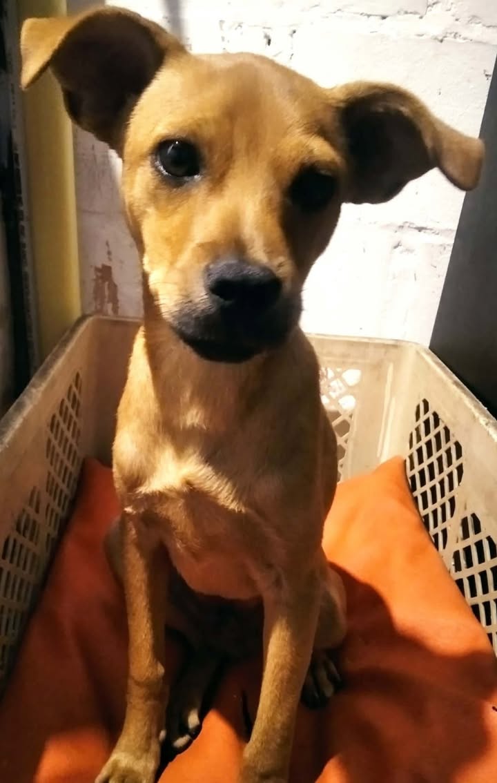 Perro busca hogar responsable en Pereira 
