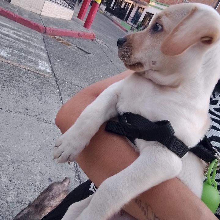 Cachorro de perro busca hogar en Pereira, Risaralda 