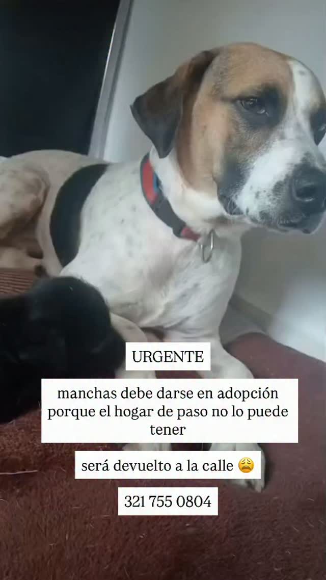 Perro Manchas en adopción en Pereira 