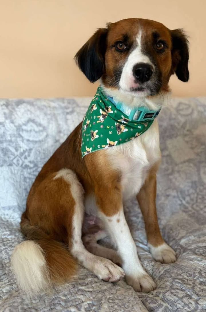 Lindo perrito busca hogar responsable en Pereira 