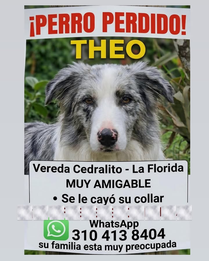 Perro Perdido Theo en Pereira 