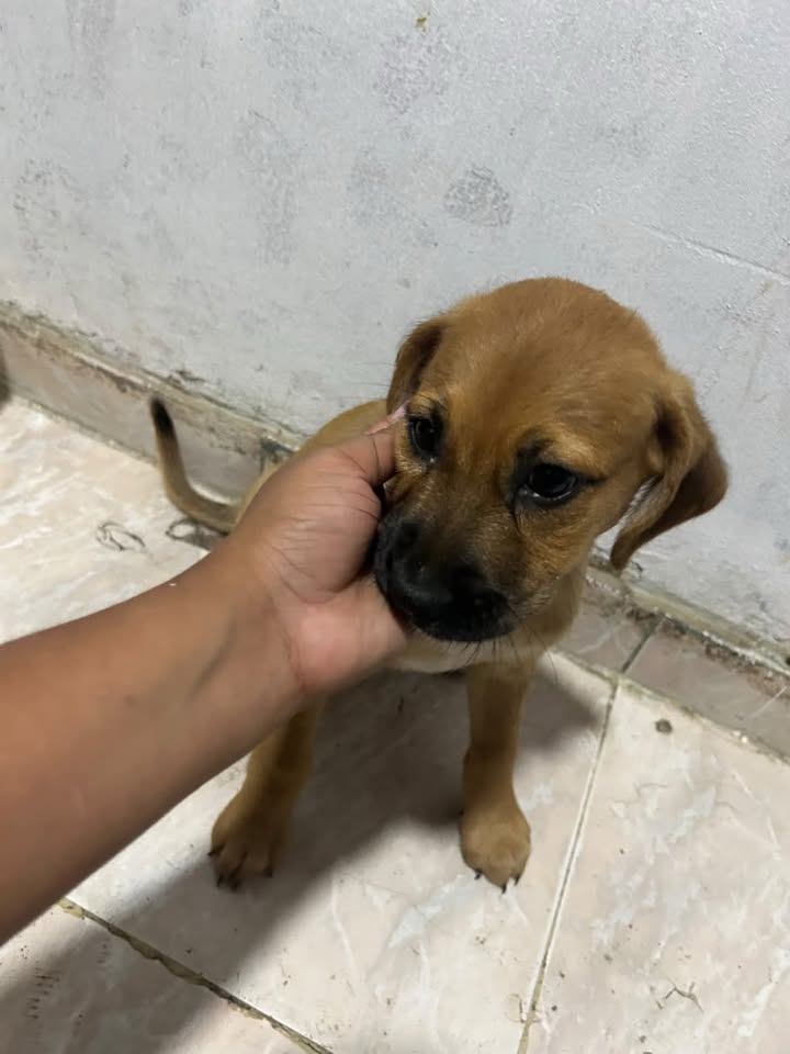 Perra en adopción en Pereira, Risaralda 