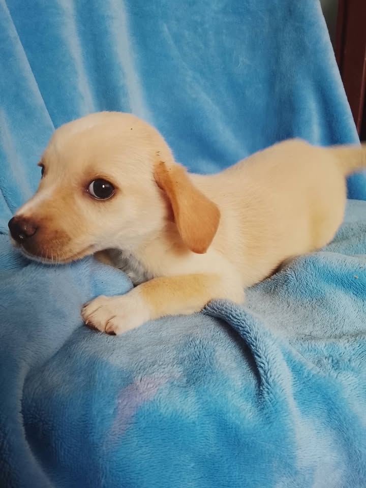 Se busca dueño para cachorro encontrado en Neira, Caldas 
