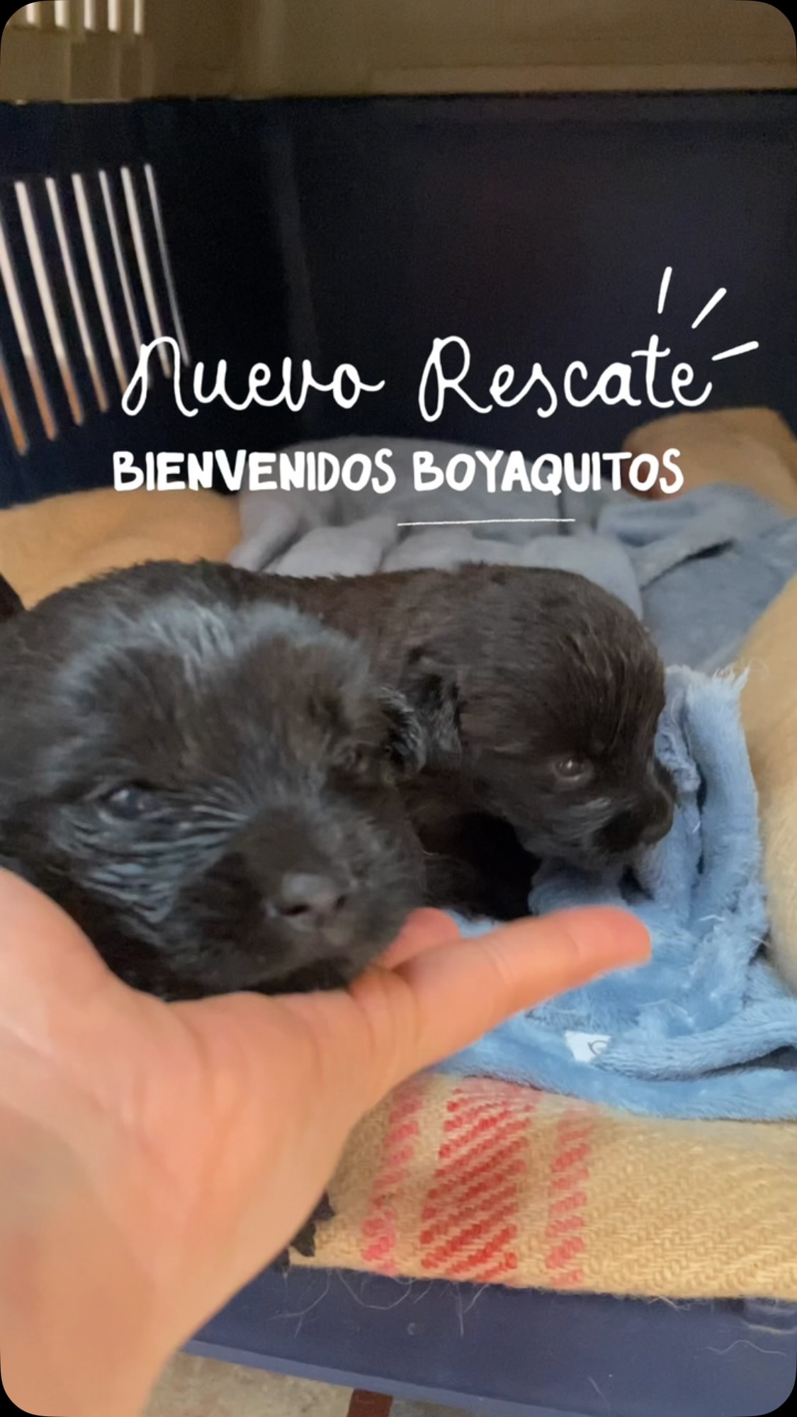 Cachorros Boyaquitos en adopción en Bogotá 