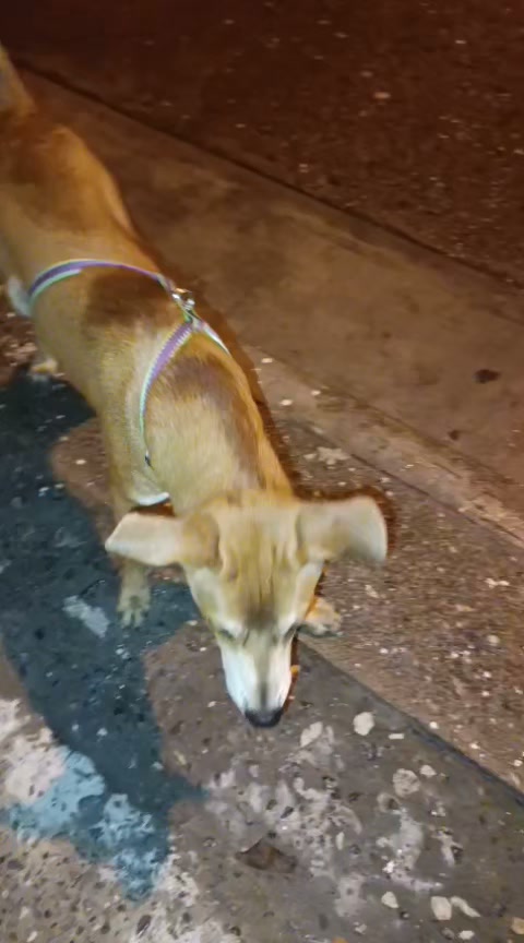 Perro reportado en el parque el zancudero, La Virginia 