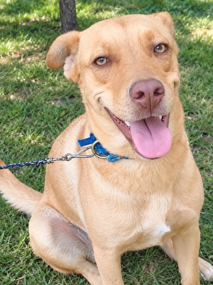 Perrita de 1 año busca hogar amoroso en Pereira 