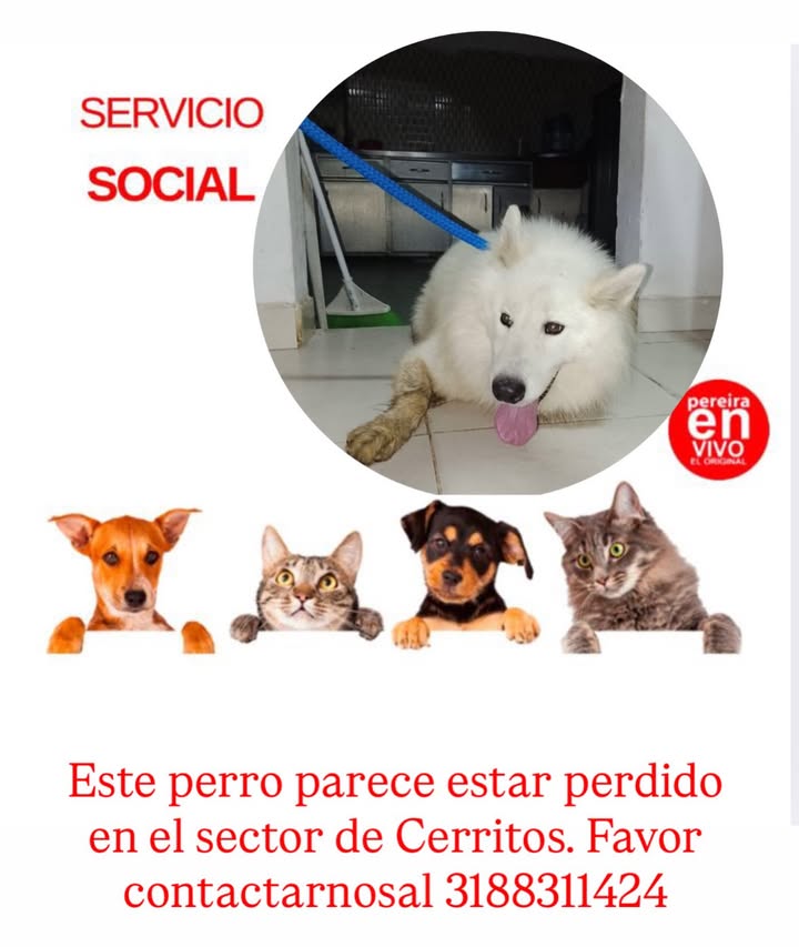 Perro perdido en el sector de Cerritos 