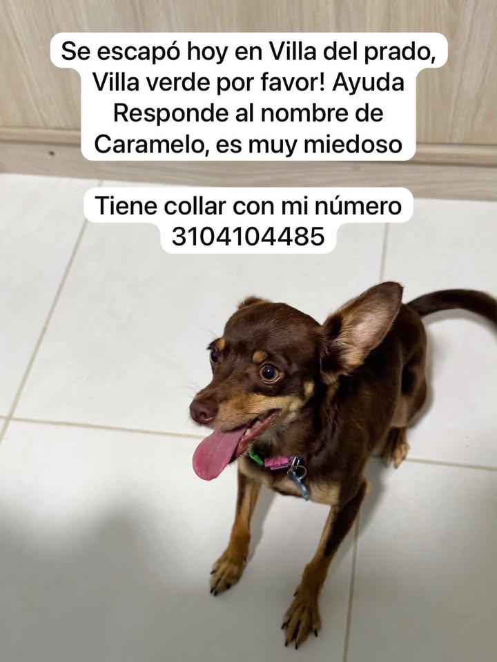 Se escapó perro en Villa del Prado, Pereira 