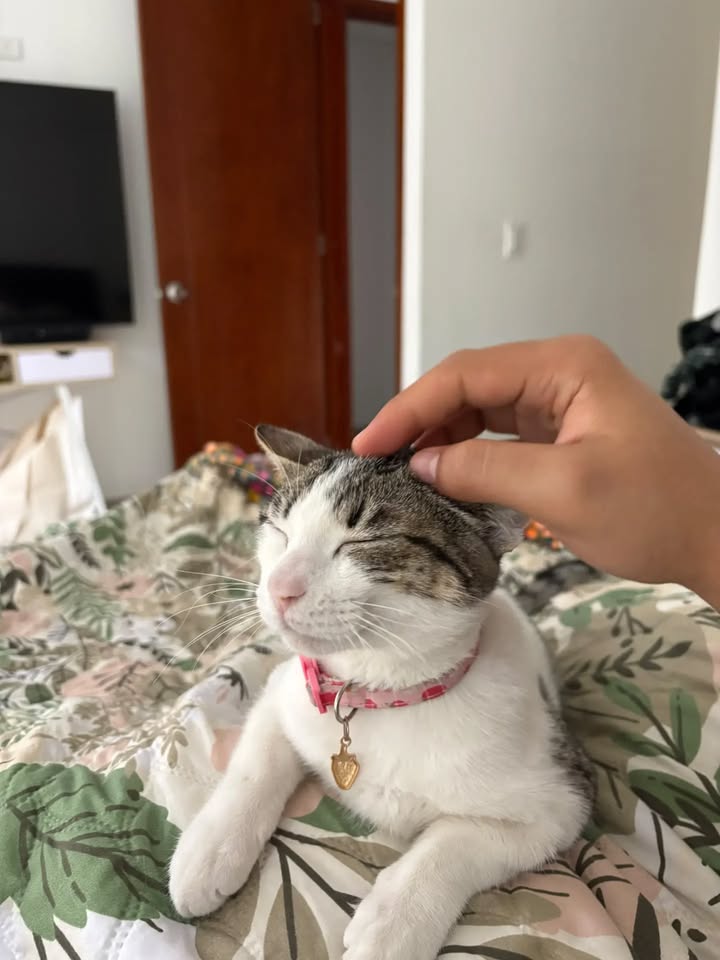 Gato Narita en adopción responsable en Bogotá 