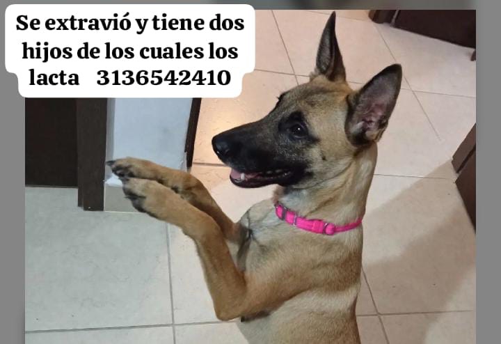 Se busca perro perdido en Pereira 