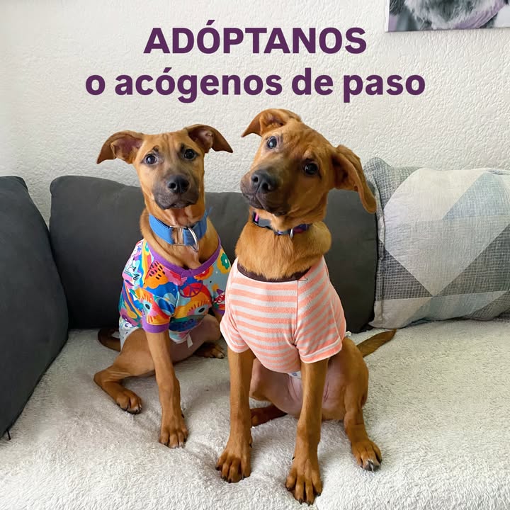 Busqueda de Hogar de Paso para Perritos en Bogota 