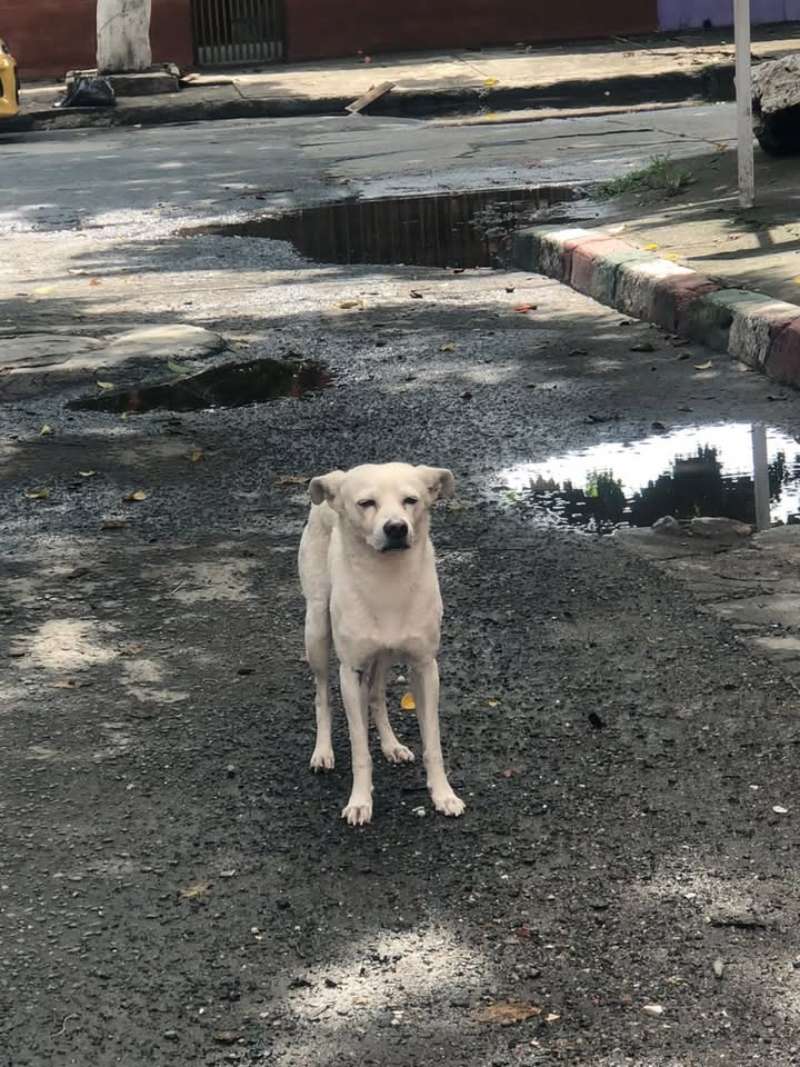Perro deambulando en Cali busca dueño o hogar 